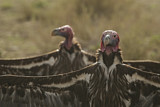 Image. Lappet-faced Vulture