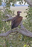 Image. Lappet-faced Vulture