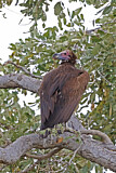 Image. Lappet-faced Vulture