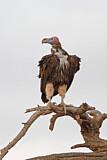 Image. Lappet-faced Vulture