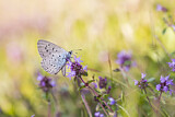 Image. Large Blue 