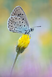 Image. Large Blue 