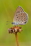Image. Large Blue 