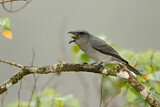 Image. Large Cuckooshrike