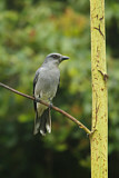 Image. Large Cuckooshrike