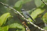 Image. Large Cuckooshrike