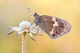 Image. Large Heath
