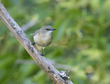Image. Large-billed Gerygone