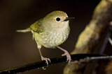 Image. Large-billed Scrubwren