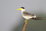Image. Large-billed Tern