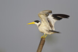 Image. Large-billed Tern