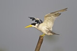 Image. Large-billed Tern