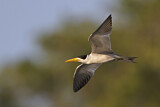 Image. Large-billed Tern