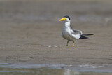 Image. Large-billed Tern