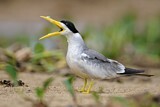 Image. Large-billed Tern