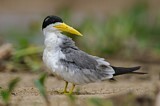 Image. Large-billed Tern