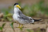 Image. Large-billed Tern