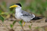 Image. Large-billed Tern
