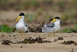 Image. Large-billed Tern