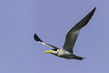Image. Large-billed Tern