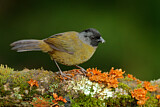 Image. Large-footed Finch