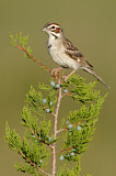 Image. Lark Sparrow