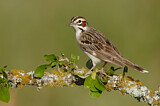 Image. Lark Sparrow