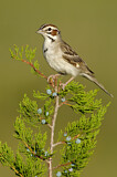 Image. Lark Sparrow