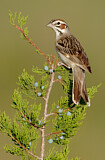 Image. Lark Sparrow