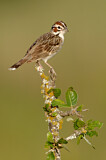 Image. Lark Sparrow