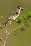 Image. Lark Sparrow