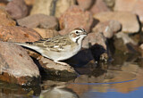 Image. Lark Sparrow
