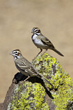 Image. Lark Sparrow