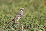 Image. Lark Sparrow