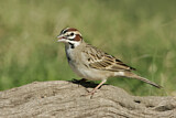Image. Lark Sparrow