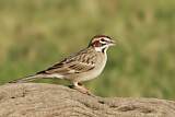 Image. Lark Sparrow