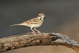 Image. Lark Sparrow