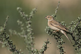 Image. Lark-like Bunting