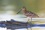 Image. Latham's Snipe