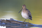 Image. Latham's Snipe