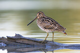 Image. Latham's Snipe