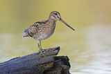 Image. Latham's Snipe
