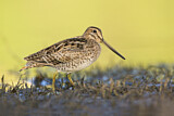 Image. Latham's Snipe