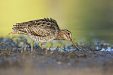 Image. Latham's Snipe