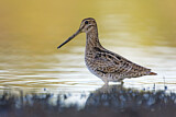 Image. Latham's Snipe
