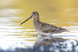 Image. Latham's Snipe