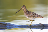 Image. Latham's Snipe