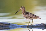 Image. Latham's Snipe