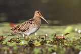 Image. Latham's Snipe