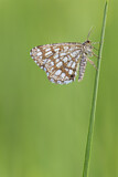 Image. Latticed Heath